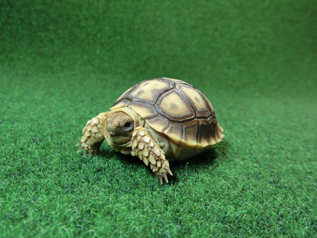 ケヅメリクガメベビー トーゴ産CB個体21番 少甲板タイプの画像