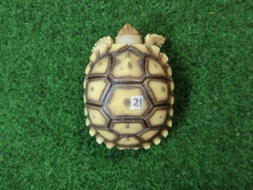 ケヅメリクガメベビー トーゴ産CB個体21番 少甲板タイプの画像