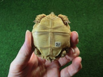 ケヅメリクガメベビー トーゴ産CB個体21番 少甲板タイプの画像