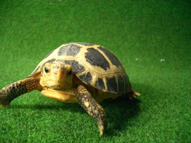 セレベスリクガメベビー10番 足跡模様の画像