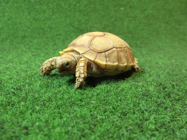 ケヅメリクガメベビー トーゴ産CB個体20番 ラウンド無斑タイプの画像