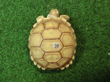ケヅメリクガメベビー トーゴ産CB個体20番 ラウンド無斑タイプの画像
