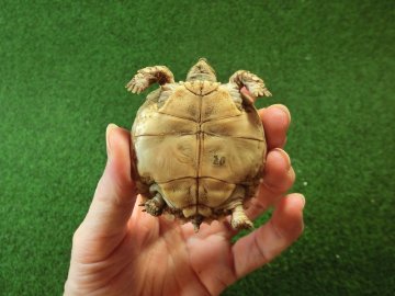 ケヅメリクガメベビー トーゴ産CB個体20番 ラウンド無斑タイプの画像
