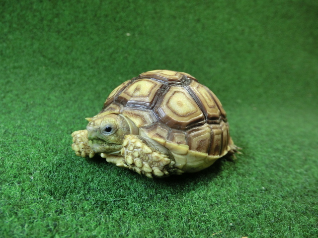 ケヅメリクガメベビー トーゴ産CB個体22番 の画像