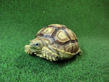 ケヅメリクガメベビー トーゴ産CB個体22番 の画像