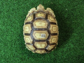ケヅメリクガメベビー トーゴ産CB個体22番 の画像
