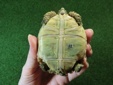 ケヅメリクガメベビー トーゴ産CB個体22番 の画像