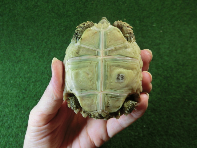 ケヅメリクガメベビー トーゴ産CB個体23番 お星様☆マークの画像