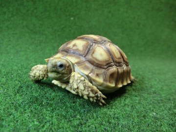 ケヅメリクガメベビー トーゴ産CB個体23番 お星様☆マークの画像