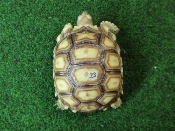 ケヅメリクガメベビー トーゴ産CB個体23番 お星様☆マークの画像