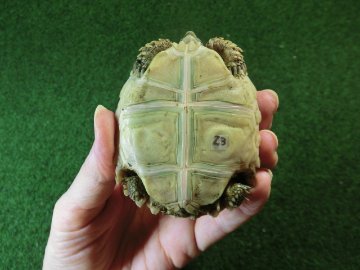 ケヅメリクガメベビー トーゴ産CB個体23番 お星様☆マークの画像
