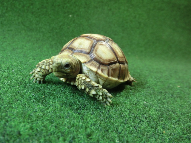 ケヅメリクガメベビー トーゴ産CB個体24番 の画像