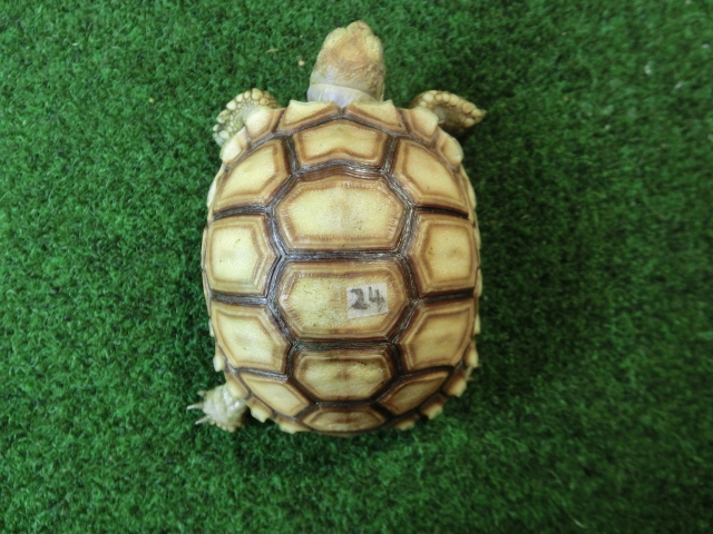 ケヅメリクガメベビー トーゴ産CB個体24番 の画像