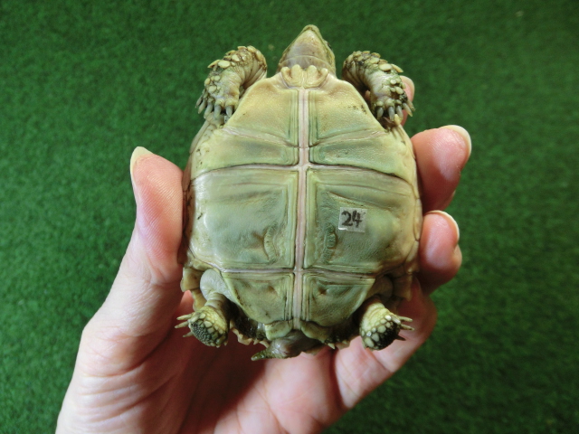 ケヅメリクガメベビー トーゴ産CB個体24番 の画像