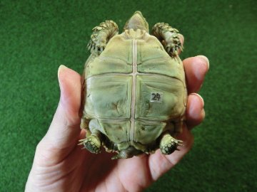 ケヅメリクガメベビー トーゴ産CB個体24番 の画像