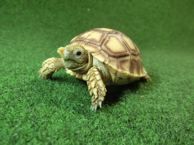 ケヅメリクガメベビー トーゴ産CB個体25番 の画像