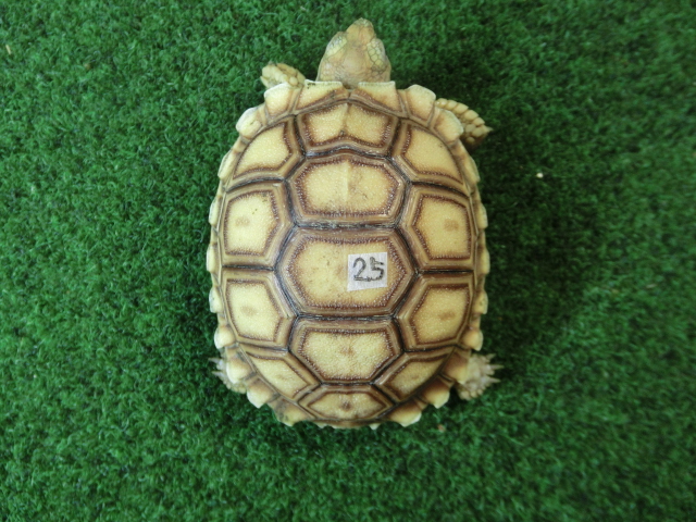 ケヅメリクガメベビー トーゴ産CB個体25番 の画像