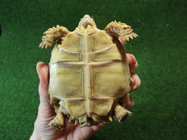 ケヅメリクガメベビー トーゴ産CB個体25番 の画像
