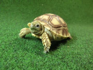 ケヅメリクガメベビー トーゴ産CB個体25番 の画像