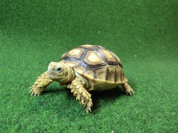 ケヅメリクガメベビー トーゴ産CB個体25番 の画像