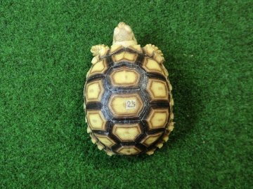 ケヅメリクガメベビー トーゴ産CB個体25番 の画像