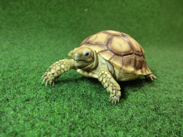 ケヅメリクガメベビー トーゴ産CB個体26番 の画像