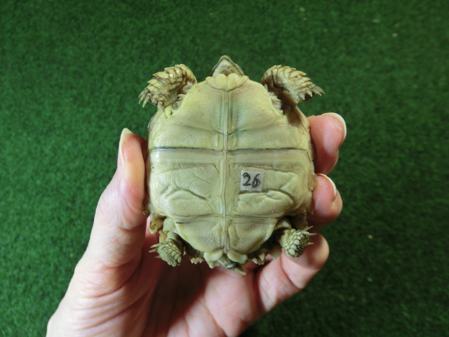 ケヅメリクガメベビー トーゴ産CB個体26番 の画像