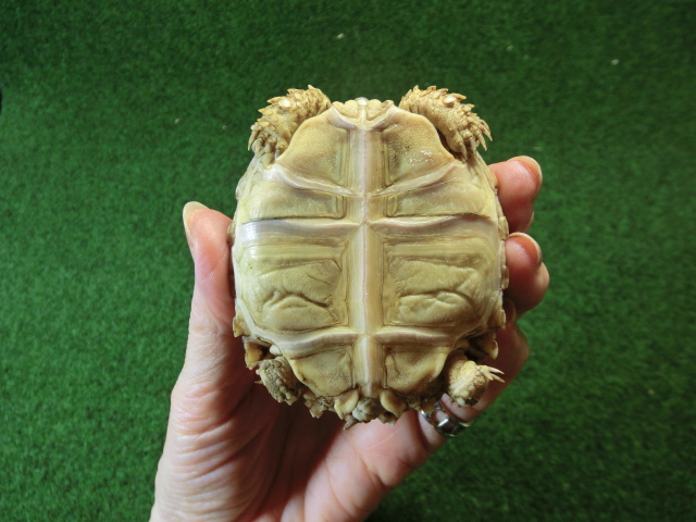 ケヅメリクガメベビー トーゴ産CB個体26番 の画像