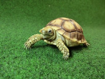 ケヅメリクガメベビー トーゴ産CB個体26番 の画像