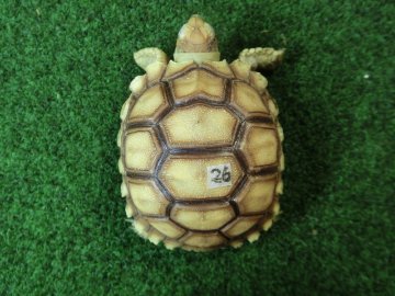ケヅメリクガメベビー トーゴ産CB個体26番 の画像