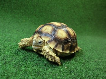 ケヅメリクガメベビー トーゴ産CB個体26番 の画像