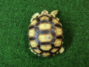ケヅメリクガメベビー トーゴ産CB個体26番 の画像