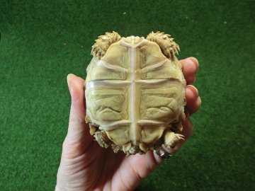 ケヅメリクガメベビー トーゴ産CB個体26番 の画像