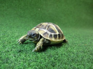 ヘルマンリクガメベビーEUCB個体 98番の画像