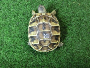 ヘルマンリクガメベビーEUCB個体 98番の画像