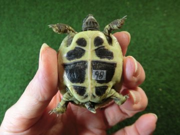 ヘルマンリクガメベビーEUCB個体 98番の画像