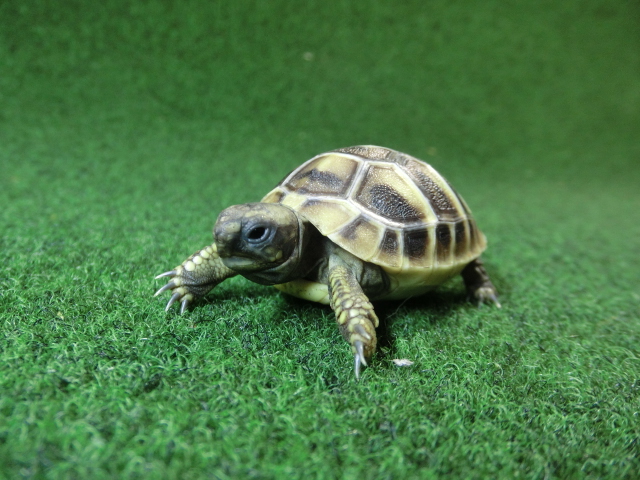 ヘルマンリクガメベビーEUCB個体 99番の画像