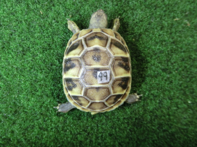 ヘルマンリクガメベビーEUCB個体 99番の画像