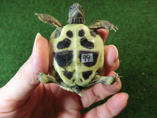 ヘルマンリクガメベビーEUCB個体 99番の画像