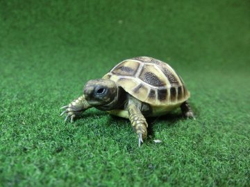 ヘルマンリクガメベビーEUCB個体 99番の画像