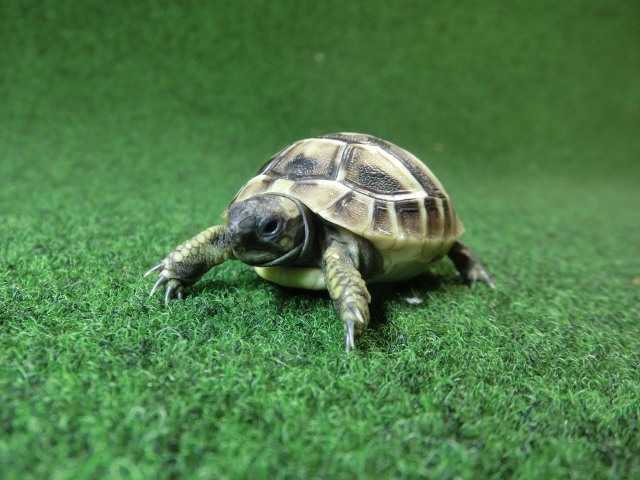 ヘルマンリクガメベビーEUCB個体 01番の画像