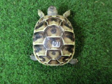 ヘルマンリクガメベビーEUCB個体 01番の画像
