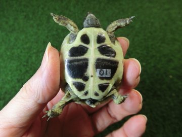 ヘルマンリクガメベビーEUCB個体 01番の画像