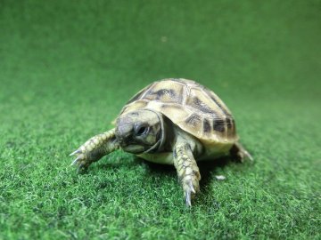 ヘルマンリクガメベビーEUCB個体 02番の画像