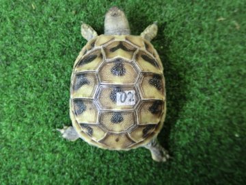 ヘルマンリクガメベビーEUCB個体 02番の画像