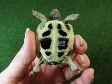 ヘルマンリクガメベビーEUCB個体 02番の画像