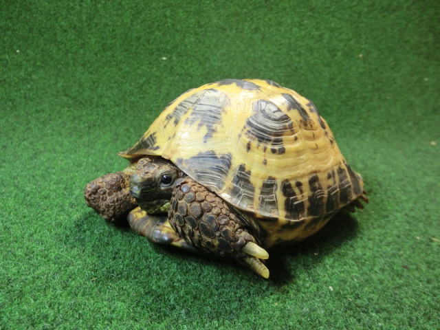 ホルスフィールドリクガメ飼い込み個体 アダルトオス の画像