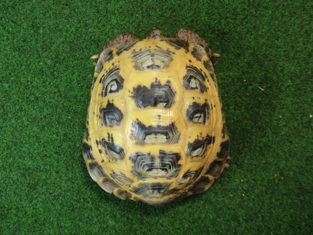 ホルスフィールドリクガメ飼い込み個体 アダルトオス の画像