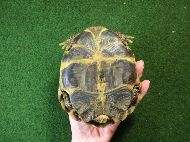 ホルスフィールドリクガメ飼い込み個体 アダルトオス の画像