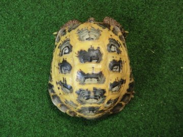 ホルスフィールドリクガメ飼い込み個体 アダルトオス の画像